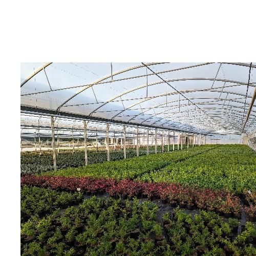 Production Arbustes et vivaces pour les paysagistes en Conteneurs