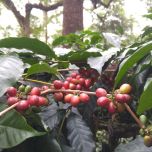 PurCaf® Organic Caffeine