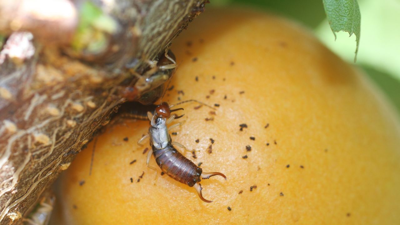 Présentation des plans d'actions en fruits et légumes frais