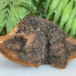 Organic Chaga (Inonotus obliquus) Powder