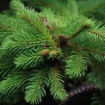 Douglas Fir (Pseudotsuga menziesii) essential oil