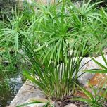 Plantes de rives et berges