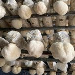 Organic Lion's mane (Hericium erinaceus) Extract 8:1