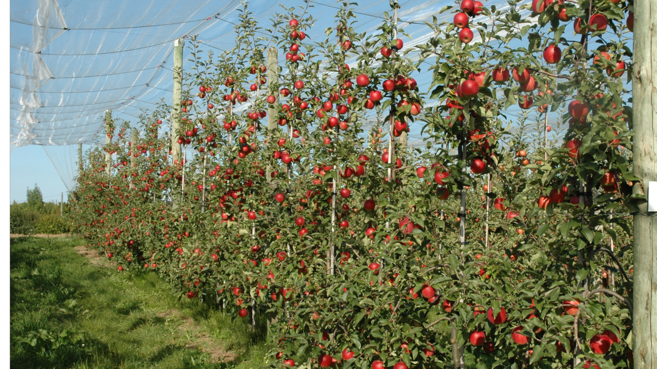 Lutte contre les pucerons cendrés en pommier
