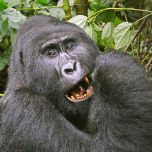 Book the Ultimate Gorilla Trekking Adventure: 5 Days in Bwindi at a Special $2,200 Discount!