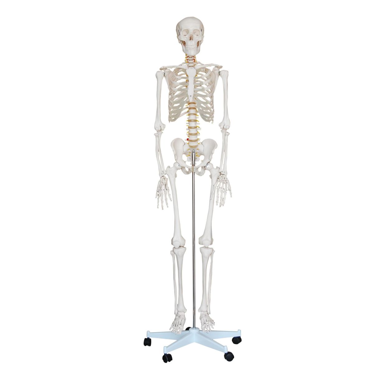 LIFE SIZE SKELETON MODEL 180CM