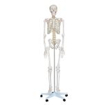 LIFE SIZE SKELETON MODEL 180CM
