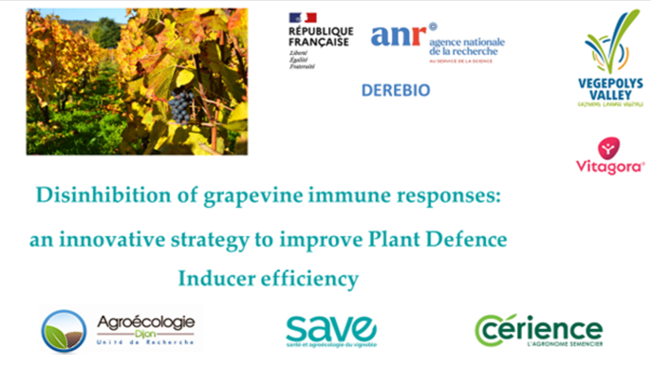 Désinhibition des réponses de défense des plantes pour améliorer la protection contre les maladies