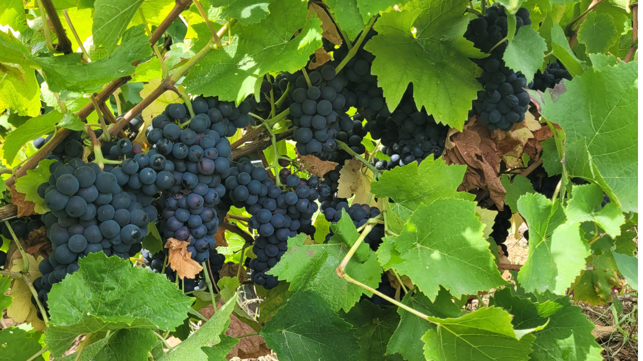 Fermentation malolactique et pied de cuve : premiers résultats du projet MaloLoire et retour d'expérience