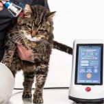 Berylas Veterinary Laser for Dogs/ Cats/ Equines/ Rabbits/ Pets …