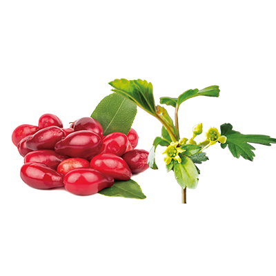 Ribestin® - Menopausal health & Weight loss