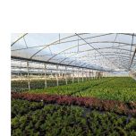 Production Arbustes et vivaces pour les paysagistes en Conteneurs