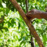 INAVEA CINNAMON ACACIA  Metabolic Health Activator