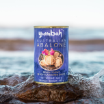 Abalone (Haliotidae family)