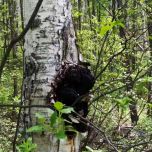 Organic Chaga (Inonotus obliquus) Dual Extract 8:1