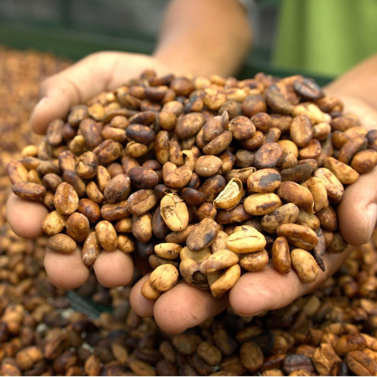 MONGOOSE COFFEE ROBUSTA