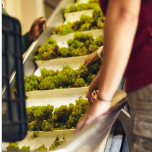 Correias Transportadoras