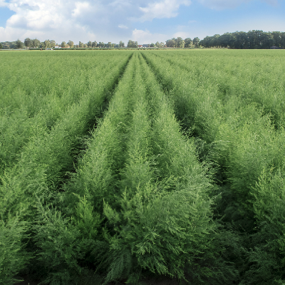 Organic Asparagus Crowns