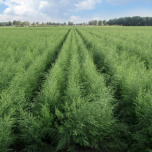 Organic Asparagus Crowns