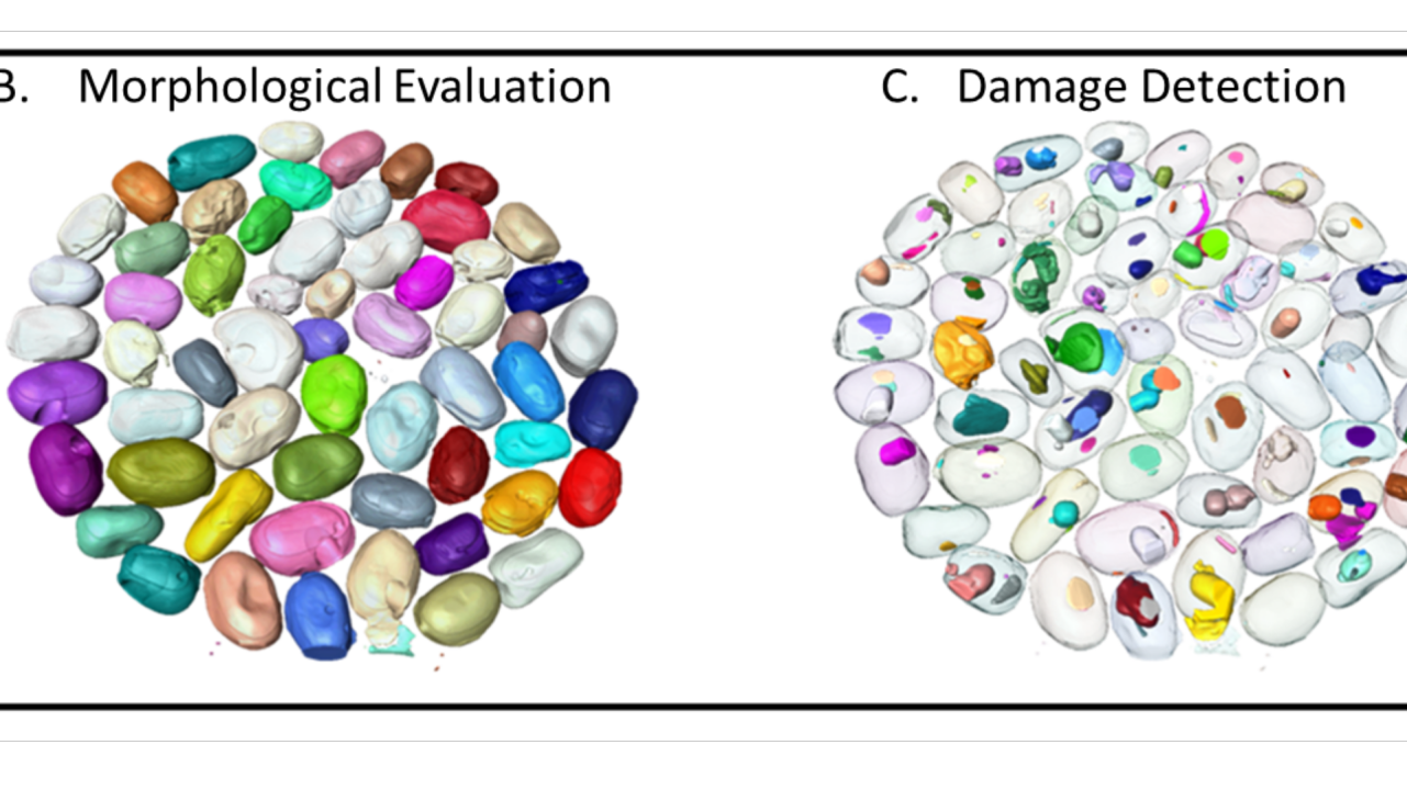 Voyage au cœur des semences pour voir l'invisible, Détection et quantification de dégâts d’insectes dans les semences par radiographie 3D