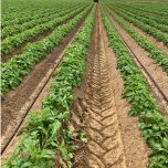 Dépose / récupération gaine goutte à goutte grand culture