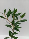 PHILLYREA ANGUSTIFOLIA GREEN QUICK®