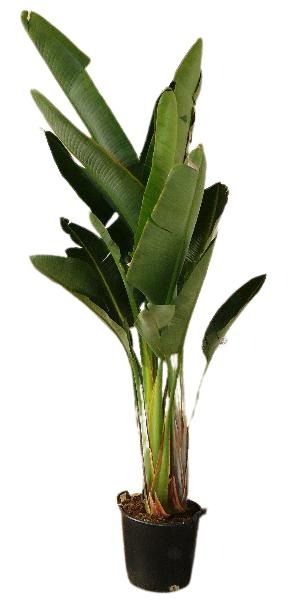 STRELITZIA AUGUSTA C-40 GROUPE