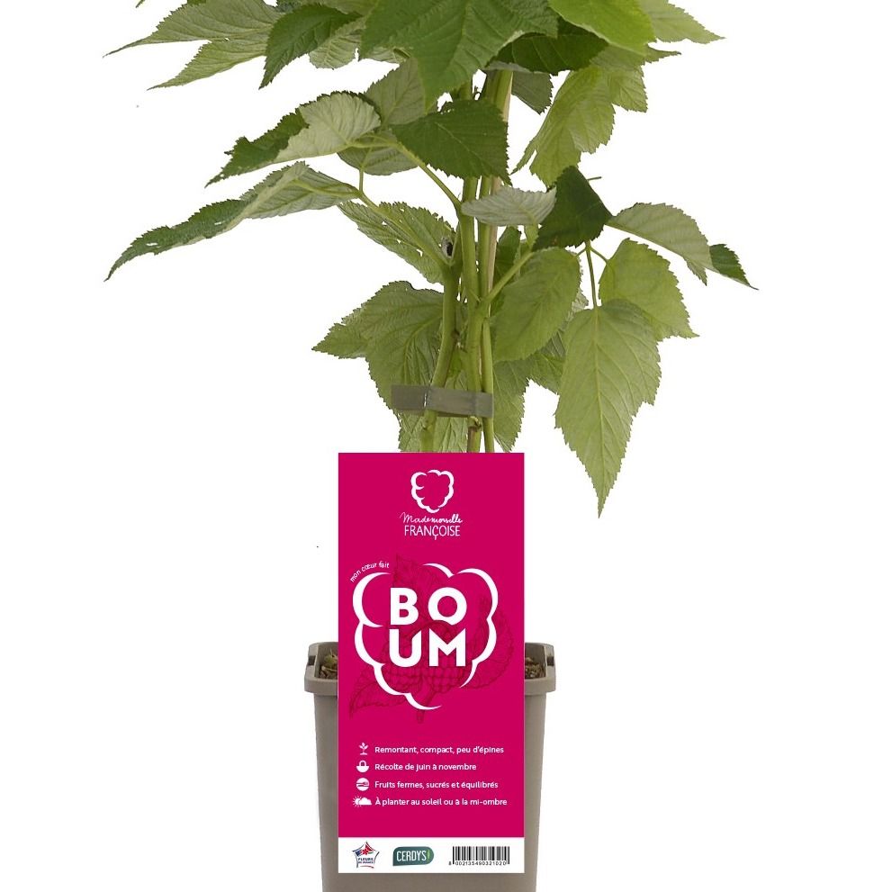 MADEMOISELLE FRANCOISE