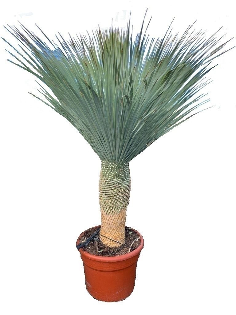 YUCCA ROSTRATA TRONC