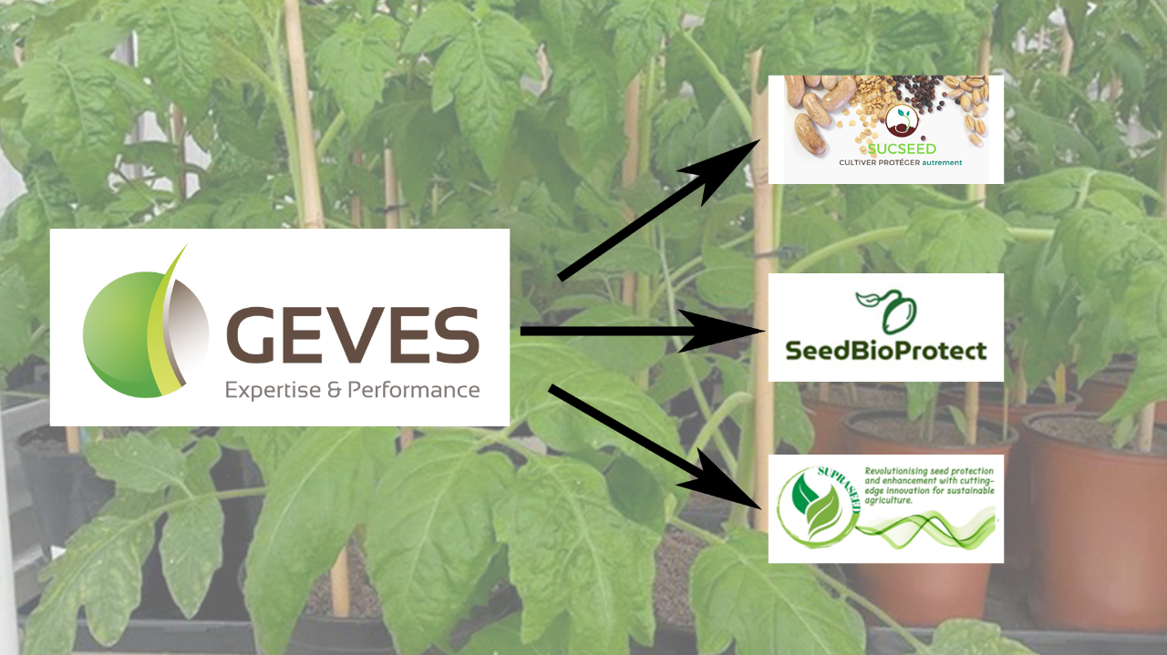 Semences et biocontrôle : les contributions du GEVES à travers les projets de recherche