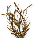 ID ALG / CALORIE REDUCTION & WELL BEING