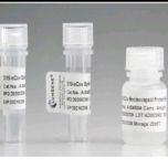 Rapid Test Uncutsheet