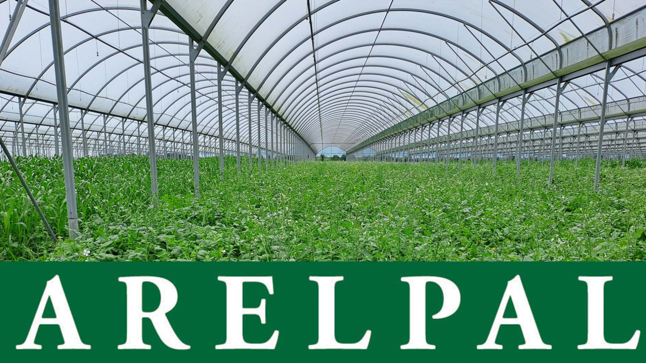 Projet SUPERNOMA : comment les couverts végétaux et les matières organiques (compost ou pellets) peuvent devenir une voie innovante de protection des cultures maraichères ?