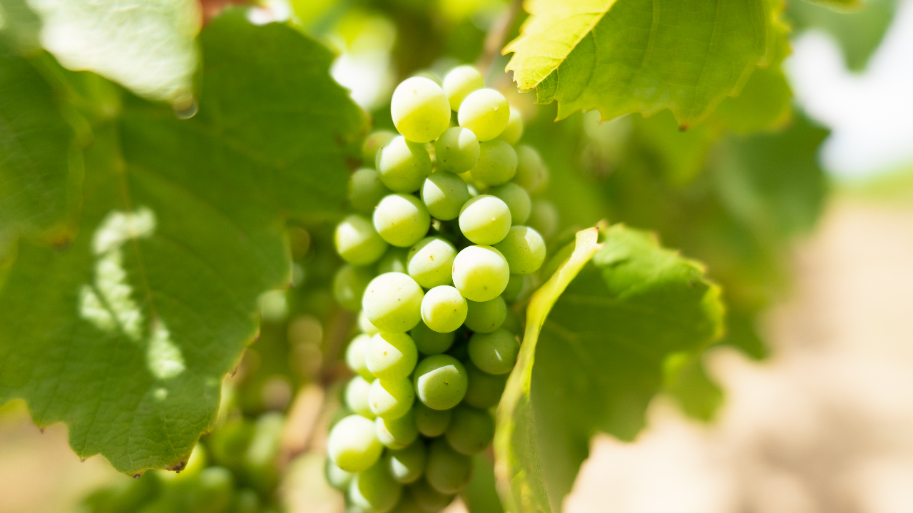 AXPERA, nouveau biofongicide polyvalent aux nouveaux modes d'action