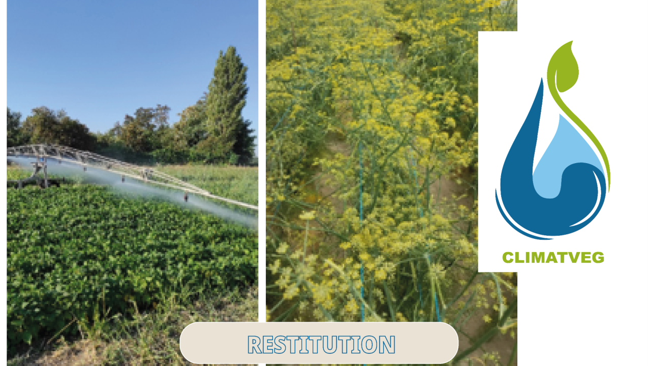 Améliorer la connaissance de la réponse à l’eau des espèces potagères porte-graine