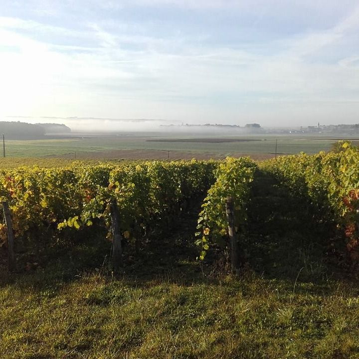 Balade des grandes pattes