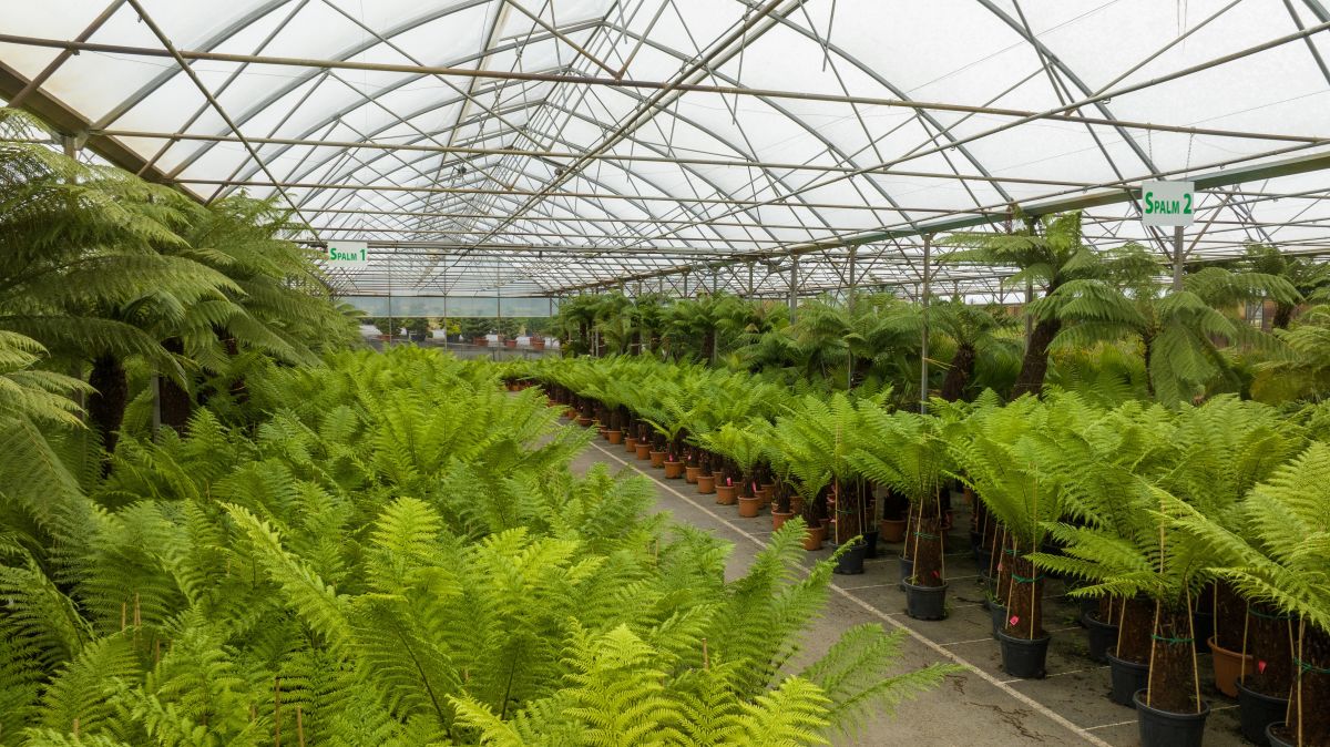 Fougère arborescente