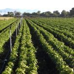 Xcel-Wobbler™Angle Moyen et Élevé