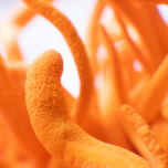 MycoThrive™ Cordyceps