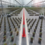 TROOPER - Le robot de distançage des pépiniéristes et horticulteurs.