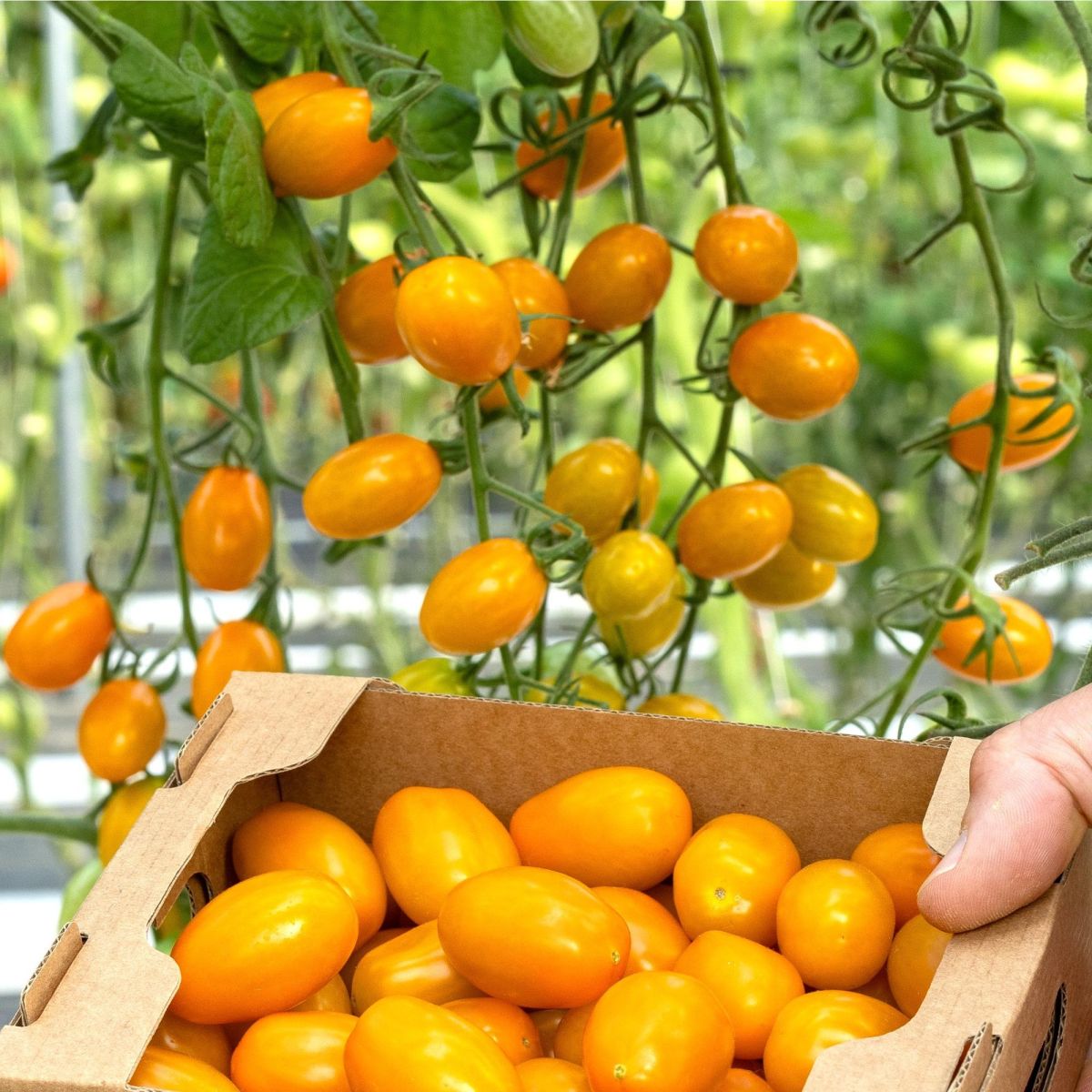 HMC 44 434 (TUTTI SUN) F1**