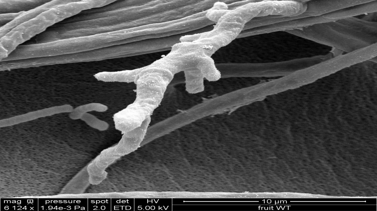 Gestion des maladies avec un microorganisme auxiliaire des cultures