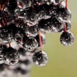 Functional infusions