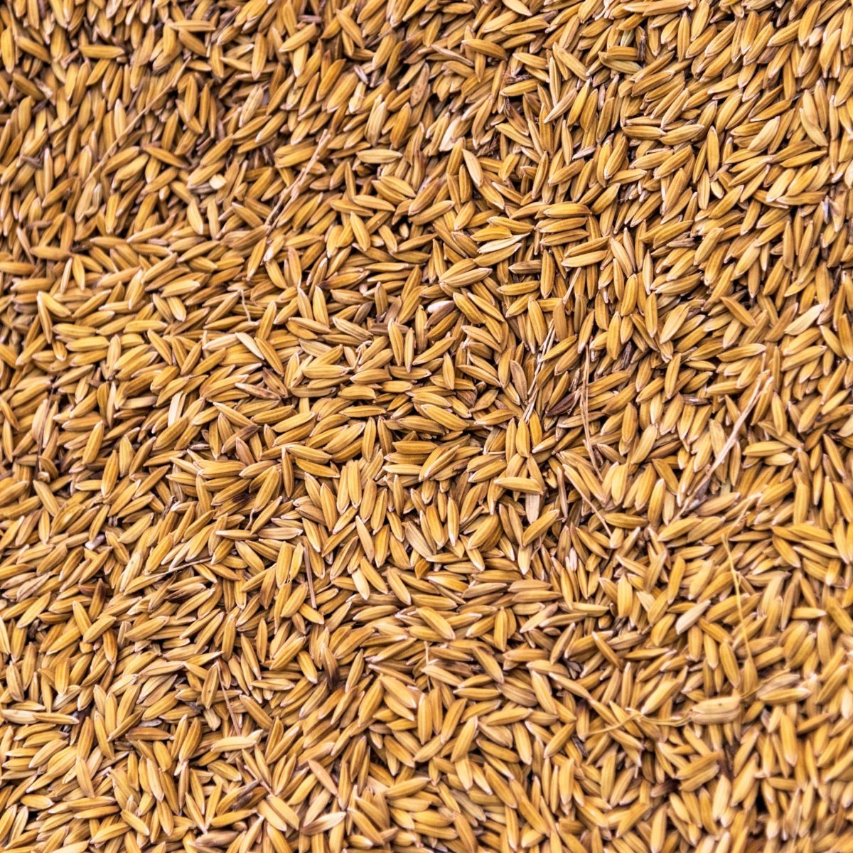 Aveia Descascada e Estabilizada