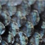 Maris DHA Omega-3 Fish Oil