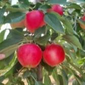 Pomme Stellar TM Hot81A1