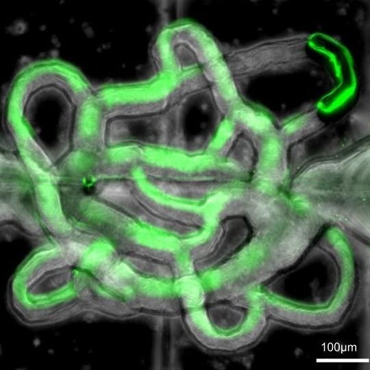 3D Human-like Tissue Models