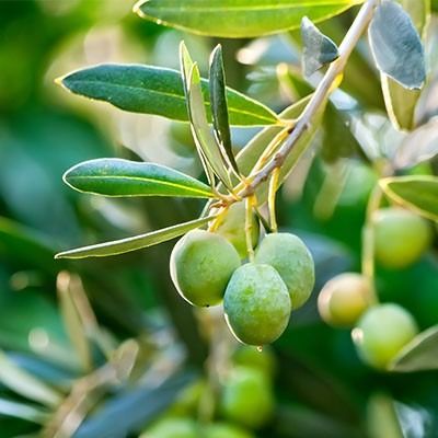 Olive Extract