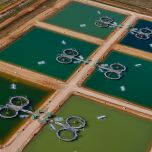 Murray Cod (Maccullochella peelii)