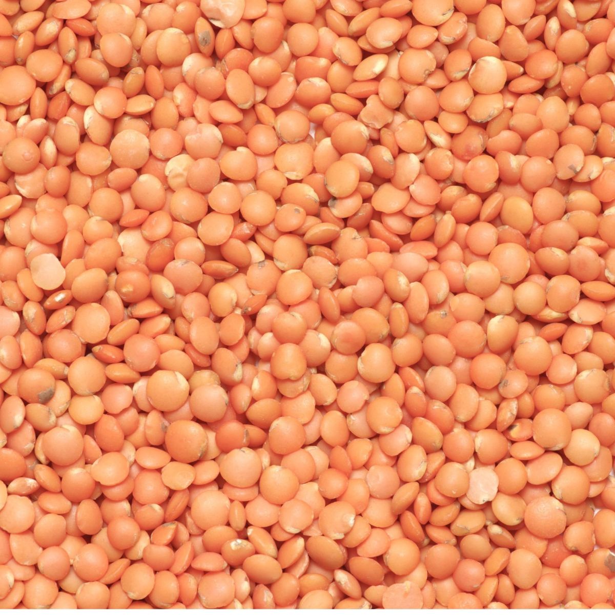ATURA Red Lentil Protein 80%